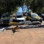 Cão farejador, Tupã, da equipe K-9 do Gefron.