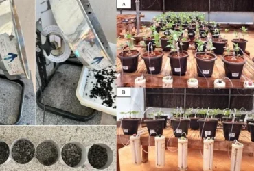 Pesquisadores criam fertilizante sustentável com cinza vegetal para agricultura familiar