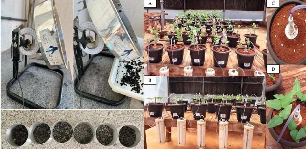 Pesquisadores criam fertilizante sustentável com cinza vegetal para agricultura familiar