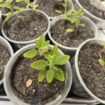 Plantas daninhas com o bio-herbicida aplicado