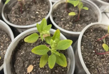 Plantas daninhas com o bio-herbicida aplicado