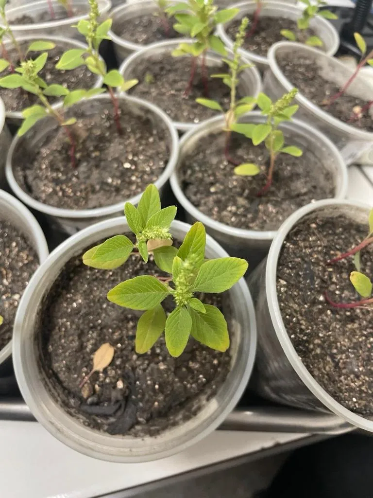 Plantas daninhas com o bio-herbicida aplicado