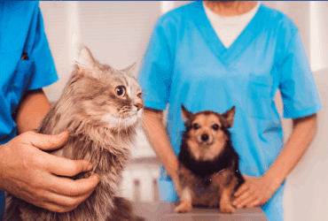 Prefeitura abre credenciamento de clinicas veterinarias para castracao de caes e gatos em Barra do Garcas -CenárioMT