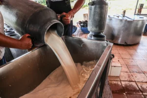 Agricultores Familiares ligados à cadeia leiteira agregam valor ao produto com selo de qualidade