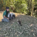 Reabilitação devolve nove animais à natureza em área protegida de Mato Grosso