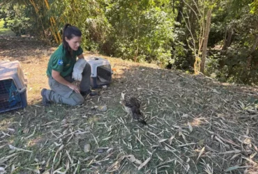 Reabilitação devolve nove animais à natureza em área protegida de Mato Grosso