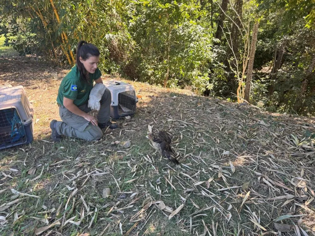 Reabilitação devolve nove animais à natureza em área protegida de Mato Grosso