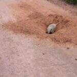 Animal escavou buraco no meio da estrada e gerou repercussão nas redes sociais: “Nem a retroescavadeira faz igual!”