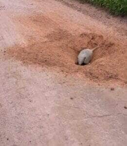 Animal escavou buraco no meio da estrada e gerou repercussão nas redes sociais: “Nem a retroescavadeira faz igual!”