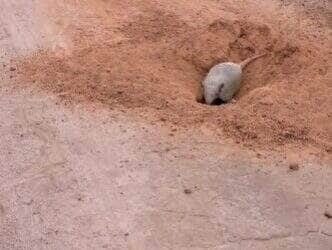 Animal escavou buraco no meio da estrada e gerou repercussão nas redes sociais: “Nem a retroescavadeira faz igual!”