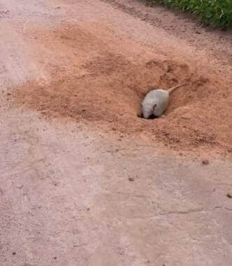 Animal escavou buraco no meio da estrada e gerou repercussão nas redes sociais: “Nem a retroescavadeira faz igual!”