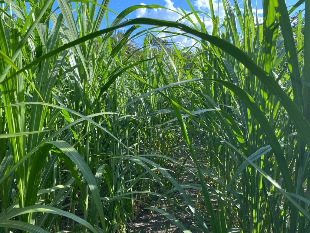 Tecnologia in vitro impulsiona produção de banana e beneficia agricultura familiar em Mato Grosso