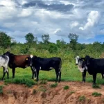 Transferência impulsiona renda de produtores com genética avançada