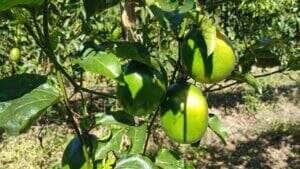 Várzea Grande troca experiências com Nova Brasilândia sobre agricultura familiar