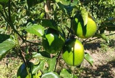 Varzea Grande troca experiencias com Nova Brasilandia sobre agricultura familiar -CenárioMT