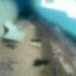 Coelhos usados em terapia da Apae são mortos a pauladas em Peixoto de Azevedo