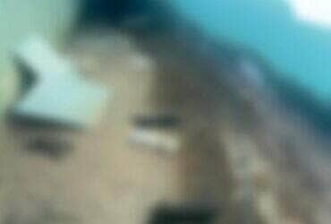 Coelhos usados em terapia da Apae são mortos a pauladas em Peixoto de Azevedo