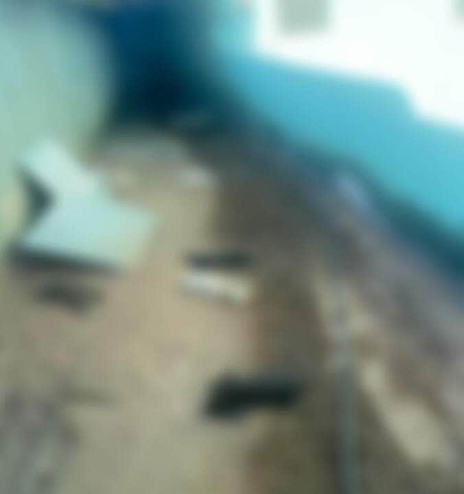 Coelhos usados em terapia da Apae são mortos a pauladas em Peixoto de Azevedo