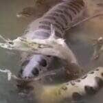 Cena digna de documentário: morador registra sucuri deslizando pelas águas cristalinas de Mato Grosso do Sul e encanta internautas com a beleza e imponência do animal.