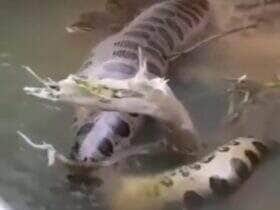 Cena digna de documentário: morador registra sucuri deslizando pelas águas cristalinas de Mato Grosso do Sul e encanta internautas com a beleza e imponência do animal.