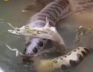 Cena digna de documentário: morador registra sucuri deslizando pelas águas cristalinas de Mato Grosso do Sul e encanta internautas com a beleza e imponência do animal.