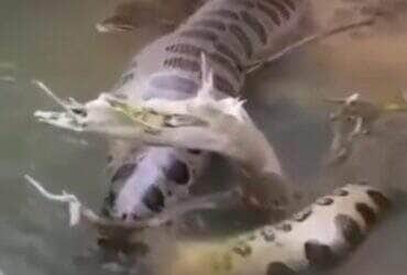 Cena digna de documentário: morador registra sucuri deslizando pelas águas cristalinas de Mato Grosso do Sul e encanta internautas com a beleza e imponência do animal.