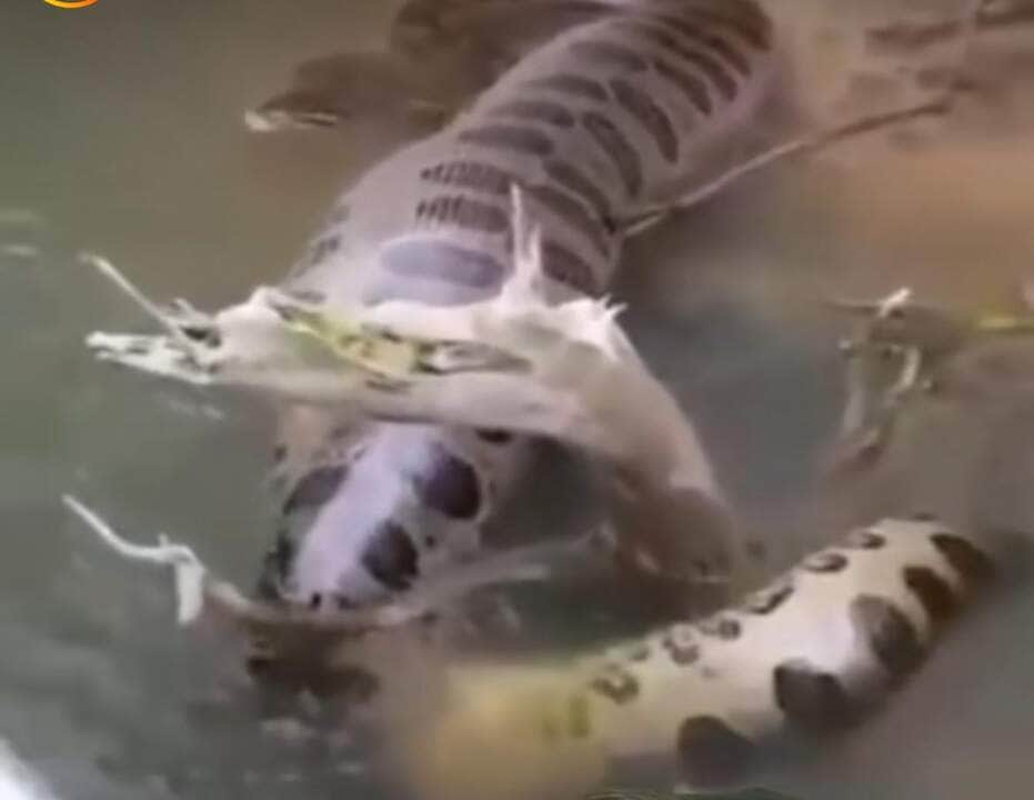 Cena digna de documentário: morador registra sucuri deslizando pelas águas cristalinas de Mato Grosso do Sul e encanta internautas com a beleza e imponência do animal.