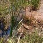 Mesmo com o corpo avantajado, a sucuri mostrou que não se deve subestimar sua velocidade. Um simples galho foi o suficiente para despertar a reação explosiva da cobra.