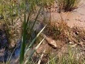 Mesmo com o corpo avantajado, a sucuri mostrou que não se deve subestimar sua velocidade. Um simples galho foi o suficiente para despertar a reação explosiva da cobra.