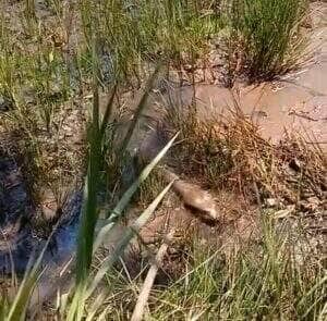 Mesmo com o corpo avantajado, a sucuri mostrou que não se deve subestimar sua velocidade. Um simples galho foi o suficiente para despertar a reação explosiva da cobra.