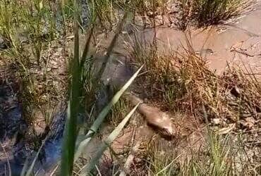 Mesmo com o corpo avantajado, a sucuri mostrou que não se deve subestimar sua velocidade. Um simples galho foi o suficiente para despertar a reação explosiva da cobra.