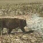 Funcionários gravaram o momento em que a onça-pintada surgiu entre as plantações, em Campo Verde; apesar do susto, ninguém se feriu — e a rainha da floresta seguiu seu caminho sem pressa