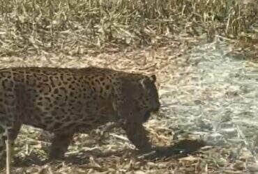 Funcionários gravaram o momento em que a onça-pintada surgiu entre as plantações, em Campo Verde; apesar do susto, ninguém se feriu — e a rainha da floresta seguiu seu caminho sem pressa