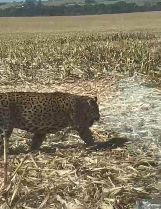 Funcionários gravaram o momento em que a onça-pintada surgiu entre as plantações, em Campo Verde; apesar do susto, ninguém se feriu — e a rainha da floresta seguiu seu caminho sem pressa