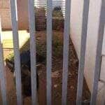 Animais estavam sem água, comida e cercados de fezes no bairro Tessele Júnior; vereadora prestou apoio e caso será investigado pela Polícia Civil