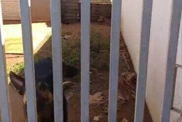 Animais estavam sem água, comida e cercados de fezes no bairro Tessele Júnior; vereadora prestou apoio e caso será investigado pela Polícia Civil