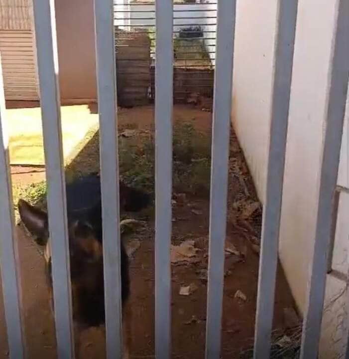 Animais estavam sem água, comida e cercados de fezes no bairro Tessele Júnior; vereadora prestou apoio e caso será investigado pela Polícia Civil