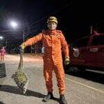 Animal silvestre foi capturado no bairro Tessele Júnior e devolvido ao seu habitat natural para evitar acidentes no perímetro urbano