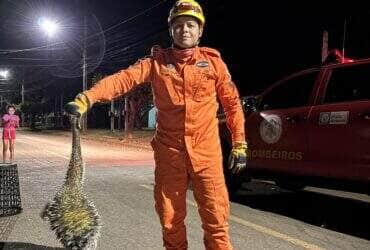 Animal silvestre foi capturado no bairro Tessele Júnior e devolvido ao seu habitat natural para evitar acidentes no perímetro urbano