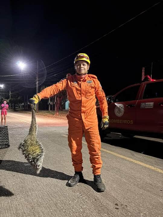 Animal silvestre foi capturado no bairro Tessele Júnior e devolvido ao seu habitat natural para evitar acidentes no perímetro urbano