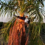 Arara-azul em seu habitat natural, sendo observada por equipe de conservação. Crédito: institutoararaazuloficial.