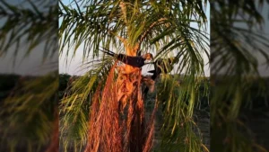 Arara-azul em seu habitat natural, sendo observada por equipe de conservação. Crédito: institutoararaazuloficial.