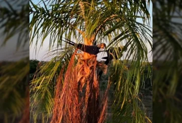 Arara-azul em seu habitat natural, sendo observada por equipe de conservação. Crédito: institutoararaazuloficial.