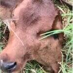 O caso raro de dicefalia, registrado no nascimento de um bezerro em uma propriedade rural, chamou a atenção de curiosos e especialistas por se tratar de uma anomalia embrionária extremamente incomum.