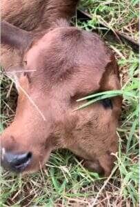 O caso raro de dicefalia, registrado no nascimento de um bezerro em uma propriedade rural, chamou a atenção de curiosos e especialistas por se tratar de uma anomalia embrionária extremamente incomum.