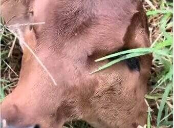 O caso raro de dicefalia, registrado no nascimento de um bezerro em uma propriedade rural, chamou a atenção de curiosos e especialistas por se tratar de uma anomalia embrionária extremamente incomum.