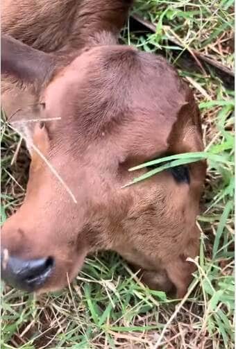 O caso raro de dicefalia, registrado no nascimento de um bezerro em uma propriedade rural, chamou a atenção de curiosos e especialistas por se tratar de uma anomalia embrionária extremamente incomum.