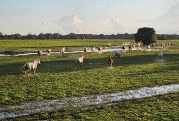 bioma pantanal cavalos -CenárioMT