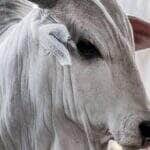 Boi gordo encerra semana com pressão no mercado e Mato Grosso liderando preços