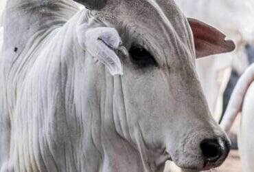 Boi gordo encerra semana com pressão no mercado e Mato Grosso liderando preços